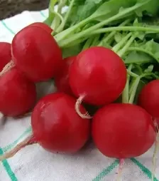 Насіння редису Естер, 1 кг (Moravoseed)