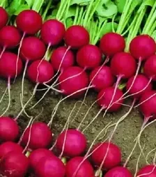 Насіння редису Стела, 1 кг (Moravoseed)