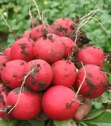 Насіння редису Фараон, 1 кг (Moravoseed)
