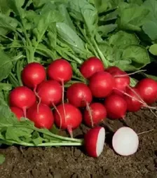 Насіння редису Гранат, 1 кг (Semo)