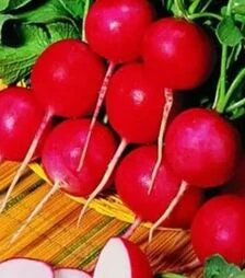 Семена редиса Гиганте Сикуло, 5 кг (Коуэлл)