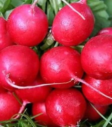 Насіння редису Карбона, 5 кг (Nasko)