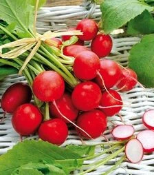 Насіння редису Сакса 2, 1 кг (Semo)