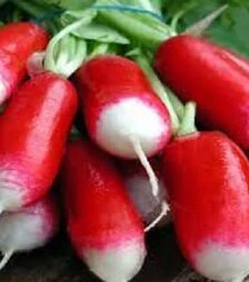 Насіння редису Слована, 1 кг (Moravoseed)