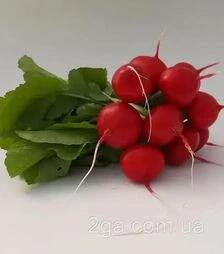 Насіння редису KS 1297 F1, 250 г (Kitano Seeds)