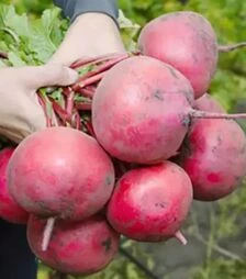 Насіння редьки КС 2078 F1, 50 г (Kitano Seeds)