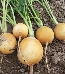 Насіння редису Злата, 1 кг (Moravoseed)
