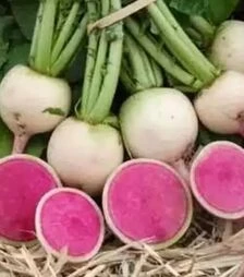 Насіння редьки КС 730 F1, 50 г (Kitano Seeds)