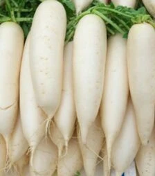 Насіння редьки Чімборазо (Ті-150) F1, 100 г (Takii Seeds)