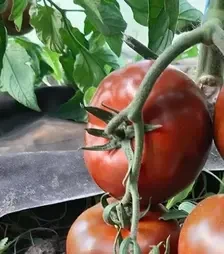 Насіння томату Керук F1, п.о. 250 насінин (Libra Seeds)