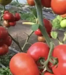 Насіння томату Реслер F1, п.о. 250 насінин (Seminis)