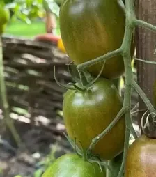 Насіння томату Сіара F1, п.о. 250 насінин (Breeding Seeds)