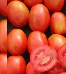 Насіння томату Рекордсмен F1, п.о. 5 тис. насінин (Libra Seeds)