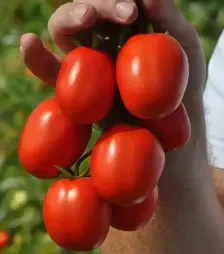 Насіння томату Мегрез F1, п.о. 1 тис. насінин (Libra Seeds)