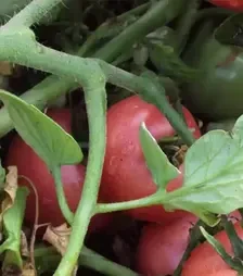 Семена томата Пинк Свитнес F1, п.е. 500 семян (Lark Seeds)