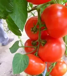 Насіння томату Мелодія F1, п.о. 250 насінин (Seminis)