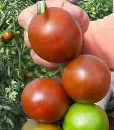 Насіння томату Сіліврі F1, п.о. 250 насінин (Libra Seeds)