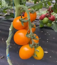 Насіння томату Лімонарія F1, п.о. 250 насінин (Breeding Seeds)