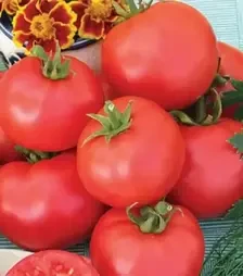 Насіння томату Баллада, 500 г (Nasko)
