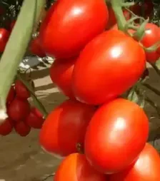 Семена томата Гранадеро F1, п.е. 250 семян (Vitalis)