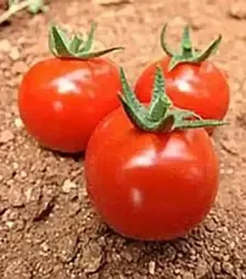 Семена томата Гюсто F1, п.е. 500 семян (Yuksel Tohum)