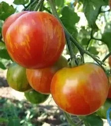 Насіння томату Дуо, 1 кг (Moravoseed)