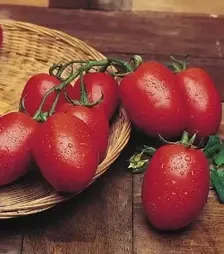 Насіння томату Ріо Гранде, 500 г (United Genetics)
