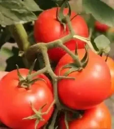 Насіння томату Соренто F1, п.о. 1 тис. насінин (Libra Seeds)