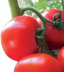 Семена томата Ядвига F1, п.е. 500 семян (Kitano Seeds)