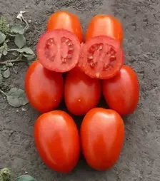Семена томата 1785 F1, п.е. 5000 семян (Lark Seeds)