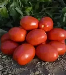 Семена томата 1892 г. F1, п.е. 5000 семян (Spark Seeds)
