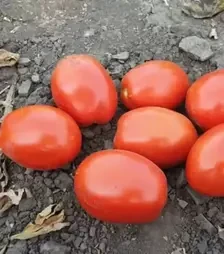 Семена томата 2053 F1, п.е. 5000 семян (Spark Seeds)