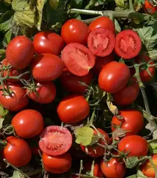 Семена томата 1015 F1, п.е. 500 семян (Heinz)