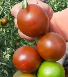 Насіння томату Сіліврі F1, п.о. 1 тис. насінин (Libra Seeds)