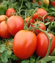 Насіння томату Галера, 1 кг (Moravoseed)