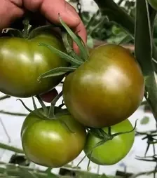 Насіння томату Індіра F1, п.о. 250 насінин (Breeding Seeds)
