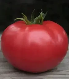 Насіння томату Кібо F1, п.о. 500 насінин (Kitano Seeds)