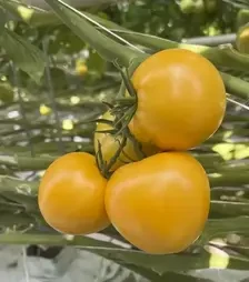 Насіння томату Лімончелло F1, п.о. 250 насінин (Breeding Seeds)