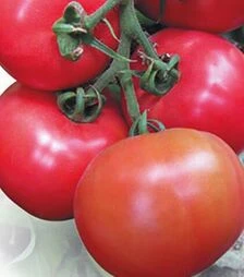Насіння томату Касаморі F1, п.о. 1 тис. насінин (Kitano Seeds)