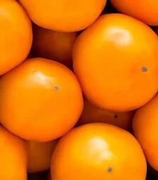 Насіння томату КС 10 F1, п.о. 500 насінин (Kitano Seeds)