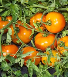 Насіння томату Айсан F1, п.о. 500 насінин (Kitano Seeds)