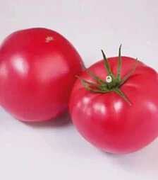 Насіння томату КС 1205 F1, п.о. 500 насінин (Kitano Seeds)