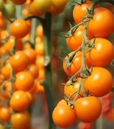 Насіння томату КС 1549 F1, п.о. 500 насінин (Kitano Seeds)