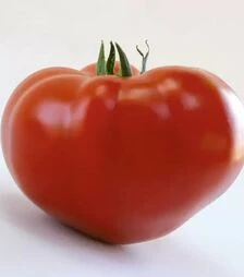 Насіння томату КС 204 F1, п.о. 500 насінин (Kitano Seeds)