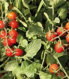 Насіння томату КС 3640 F1, п.о. 1 тис. насінин (Kitano Seeds)