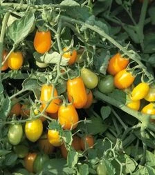 Насіння томату КС 3690 F1, п.о. 250 насінин (Kitano Seeds)