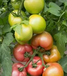 Насіння томату КС 38 F1, п.о. 500 насінин (Kitano Seeds)