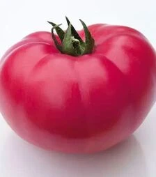 Насіння томату КС 3811 F1, п.о. 500 насінин (Kitano Seeds)