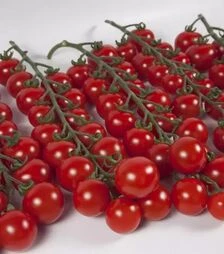 Насіння томату КС 4559 F1, п.о. 500 насінин (Kitano Seeds)