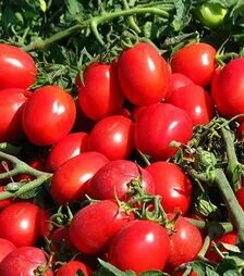 Насіння томату КС 470 F1, п.о. 5 тис. насінин (Kitano Seeds)